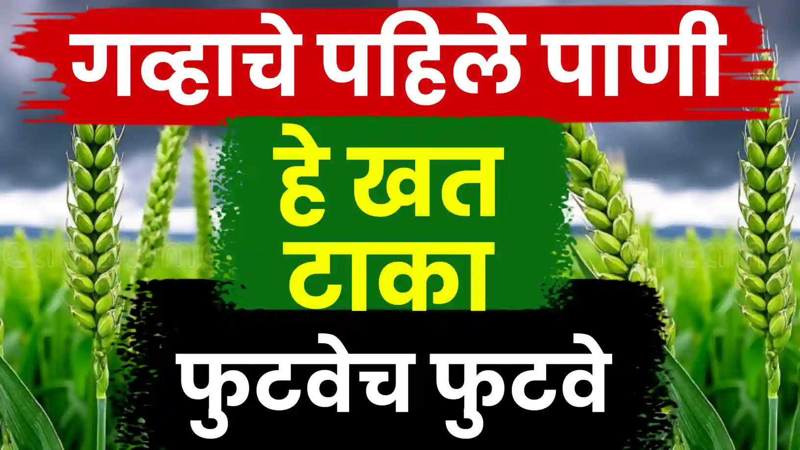 गव्हाच्या भरघोस उत्पादनासाठी पहिले पाणी आणि खत व्यवस्थापन